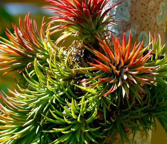 Las plantas epífitas: la vida sobre el dosel del bosque tropical